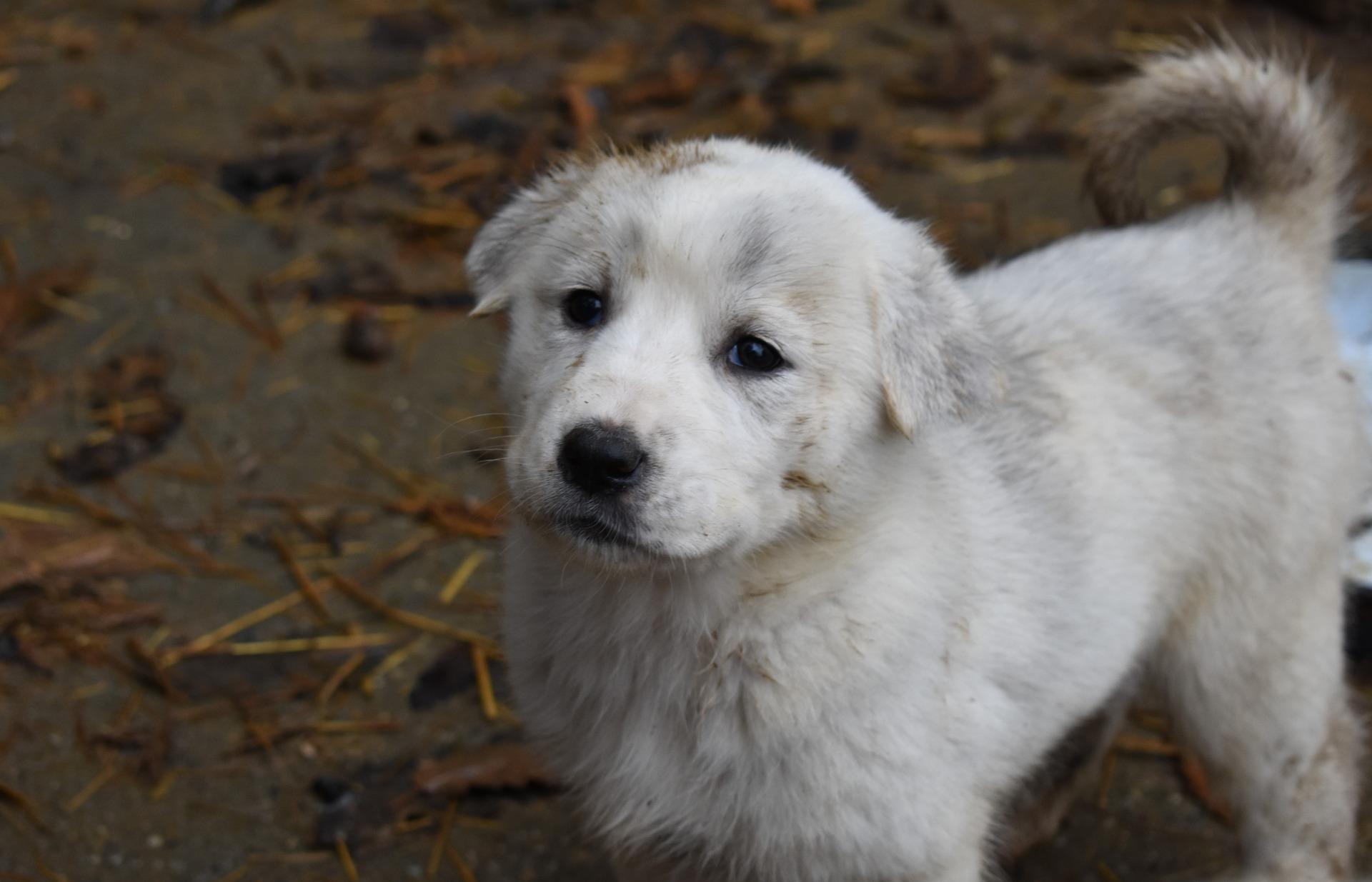 Alabai Hund 1 alabai-hund