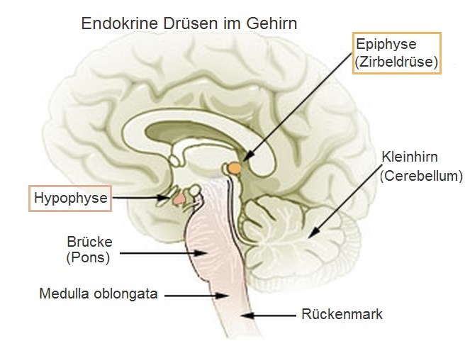 Zirbeldrüse-entkalken-aktivieren